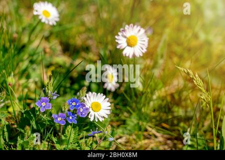 les fleurs sauvages assez petites me oublient pas dans l'herbe Banque D'Images