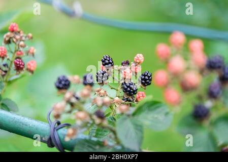 Fruit de Rubus allegheniensis, connu sous le nom de allegheny blackberry et de blackberry commun, gros plan, noir, rouge avec des feuilles vertes Banque D'Images