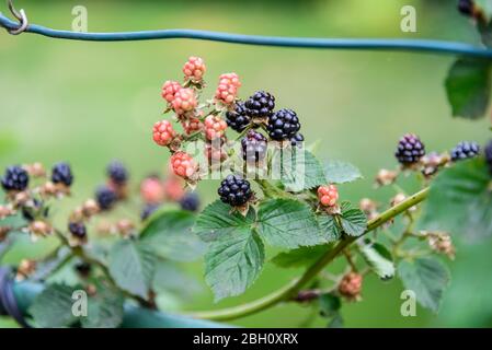 Fruit de Rubus allegheniensis, connu sous le nom de allegheny blackberry et de blackberry commun, gros plan, noir, rouge avec des feuilles vertes Banque D'Images