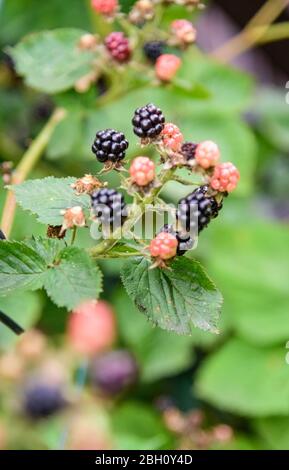 Fruit de Rubus allegheniensis, connu sous le nom de allegheny blackberry et de blackberry commun, gros plan, noir, rouge avec des feuilles vertes Banque D'Images