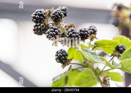 Fruit de Rubus allegheniensis, connu sous le nom de allegheny blackberry et de blackberry commun, gros plan, noir, rouge avec des feuilles vertes Banque D'Images