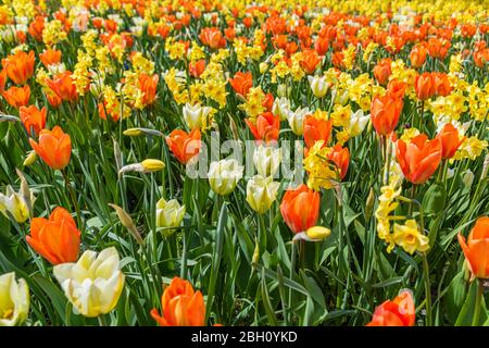 un grand champ de tulipes jaunes et rouges Banque D'Images