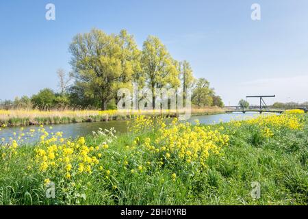 Belle vue sur le colza qui pousse le long d'un canal néerlandais au printemps. Le pont-levis traditionnel est visible à la distance. Banque D'Images