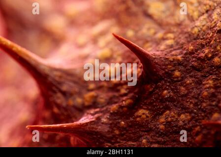 Examen microscopique de l'arrière-plan de texture virus.virus. Vue détaillée du virus.Macro shot d'un virus.mise au point sélective. Banque D'Images