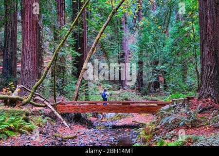 SAN FRANCISCO, CALIFORNIE - 12 novembre 2019 : le monument national de Muir Woods est un monument national des États-Unis géré par le National Park Service, Banque D'Images