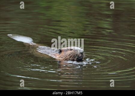 Castor du Canada, Canadian beaver (Castor canadensis), la natation, le Canada, l'Ontario, le parc provincial Algonquin Banque D'Images