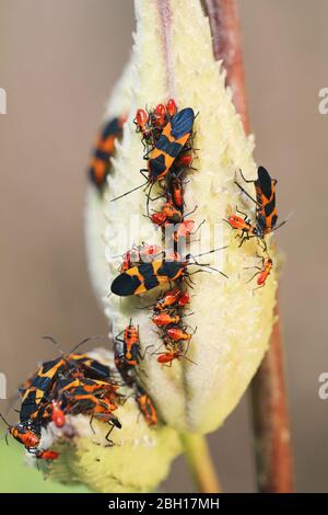 Insectes et colorants rouges, punaises de pyrrhocorides, pyrrhocores (Pyrrhocoridae), imagos et larves sur une feuille, Canada, Ontario, Parc national de la Pointe Pelée Banque D'Images