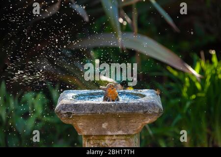 Un seul robin européen (erithacus rubecula) qui éclate dans un bain d'oiseaux, Fife, Écosse. Banque D'Images