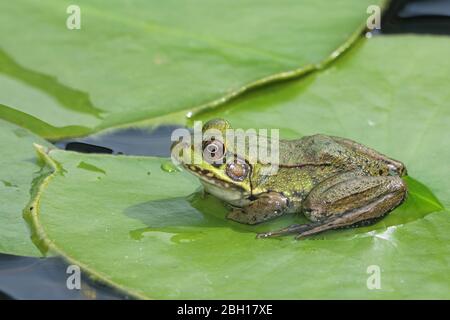 Grenouille verte, grenouille de printemps commune (Rana clamitans, Lithobates clamitans), se trouve sur la feuille de lys, Canada, Ontario, Parc national de la Pointe-Pelée Banque D'Images