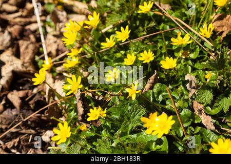 MOINDRE CELANDINE dans un Fife Wood, Écosse Royaume-Uni Banque D'Images