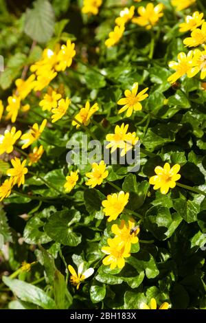 MOINDRE CELANDINE dans un Fife Wood, Écosse Royaume-Uni Banque D'Images