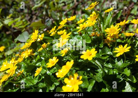 MOINDRE CELANDINE dans un Fife Wood, Écosse Royaume-Uni Banque D'Images