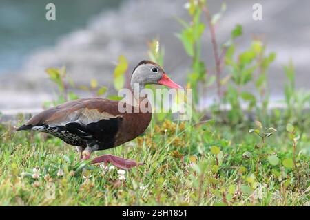 Canard siffleur à bec rouge, canard siffleur à ventre noir (Dendrocygna autumnalis), sur les aliments pour animaux du groenland, Canada, Ontario Banque D'Images