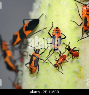 Insectes et colorants rouges, punaises de pyrrhocorides, pyrrhocores (Pyrrhocoridae), imagos et larves sur une feuille, Canada, Ontario, Parc national de la Pointe Pelée Banque D'Images