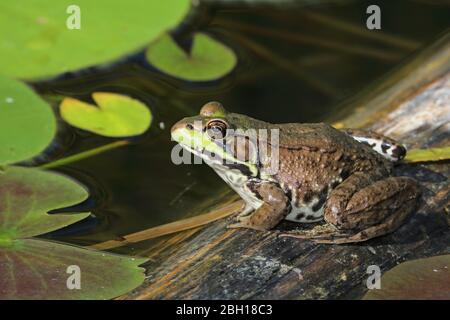 Grenouille verte, grenouille de printemps commune (Rana clamitans, Lithobates clamitans), est assise sur le bois dans l'eau, au Canada, en Ontario, dans le parc national de la Pointe Pelée Banque D'Images