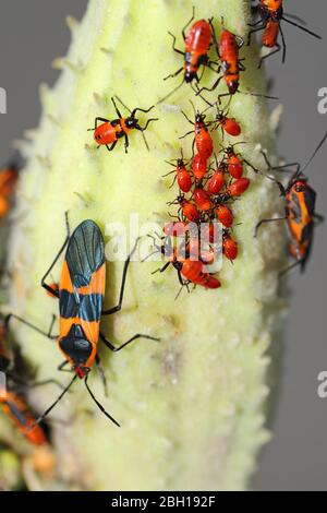 Insectes et colorants rouges, punaises de pyrrhocorides, pyrrhocores (Pyrrhocoridae), imago et larves sur une tige, Canada, Ontario, Parc national de la Pointe Pelée Banque D'Images