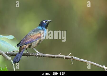 Le râpe commune (Quiscalus quiscula) est situé sur une succursale, Canada, Ontario, long point Park Banque D'Images