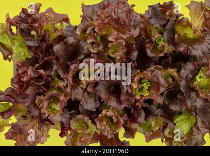 Les plants de laitue Lolla Rosso vus d'en haut sur un plateau de plantes Banque D'Images