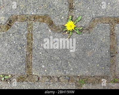 Pissenlit commun (Taraxacum officinale), floraison sur un pavé, Allemagne, Rhénanie-du-Nord-Westphalie Banque D'Images