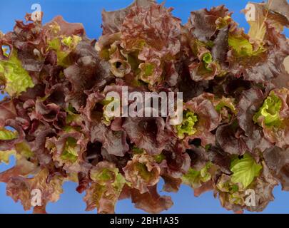 Les plants de laitue Lolla Rosso vus d'en haut sur un plateau de plantes Banque D'Images