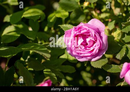 Fleurs de chien-rose, rosehip croissant dans la nature.sauvage rose floraison dans l'environnement naturel au printemps. Jour d'été ensoleillé. Carte de fête des mères heureux. Ensoleillé Banque D'Images