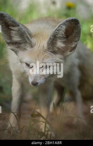 Portrait d'un petit renard de Fennec debout dans l'herbe (Vulpes zerda). Animal sauvage. Banque D'Images