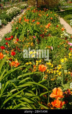 Le célèbre jardin de Monet à Giverny est une mer de tulipes en avril avec frontière à la frontière avec de nombreuses variétés et couleurs différentes. Banque D'Images