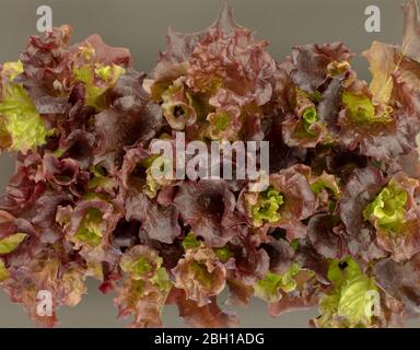 Les plants de laitue Lolla Rosso vus d'en haut sur un plateau de plantes Banque D'Images