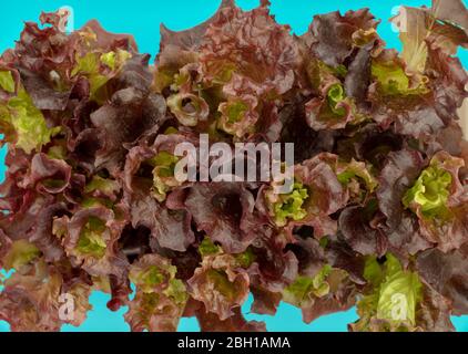 Les plants de laitue Lolla Rosso vus d'en haut sur un plateau de plantes Banque D'Images