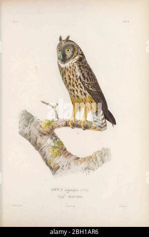 Le hibou de Stygian (ASIO stygius ou ASIO stygius siguapa [ici comme Otus siguapa]) est un hibou de taille moyenne de couleur dusky. Il a des yeux jaunes, un bec noir, un disque facial noir noir et des sourcils blancs. Ses sous-parties sont une couleur de buff dineuse avec des traces et des barbiches marron foncé. Les parties supérieures sont inversées, à blocage de la poussière et à stries sur un fond sombre. Cette chouette occupe une variété de forêts caduques et vertes, et des zones ouvertes avec des forêts inégales. Du livre Histoire physique, politique et naturelle de l'ile de Cuba [Histoire physique, politique et naturelle de l'île de Cuba] de Sagra, Ramón de Banque D'Images