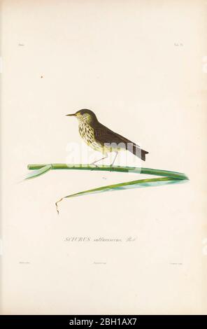 le larthrush du nord (Parkesia noveboracensis [ici, en tant que Sciurus sulfurascens]) est l'un des plus grands ogives du Nouveau monde et l'un des oiseaux migrateurs néotropicaux-Nearctiques. Elle se reproduit dans la partie nord de l'Amérique du Nord au Canada et dans le nord des États-Unis, y compris en Alaska. Cet oiseau est migrateur, hivernant en Amérique centrale, dans les Antilles et en Floride, ainsi qu'au Venezuela, en Colombie et en Équateur. Du livre Histoire physique, politique et naturelle de l'ile de Cuba [Histoire physique, politique et naturelle de l'île de Cuba] par Sagra, Ramón de la, 1798-1871; Orbigny, Alcide Banque D'Images