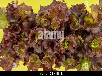 Les plants de laitue Lolla Rosso vus d'en haut sur un plateau de plantes Banque D'Images