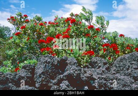 Pohutukawa colonisant le rocher noir de basalte sur l'île volcanique de Rangitoto, le golfe Hauraki, l'île du Nord, la Nouvelle-Zélande Banque D'Images