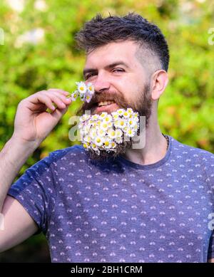 Hipster avec bouquet de daisies dans la barbe. Homme avec barbe et moustache sur visage souriant, neige la fleur, fond vert, déféculé. Homme barbu avec fleurs de Marguerite dans la barbe. Concept d'arôme naturel Banque D'Images