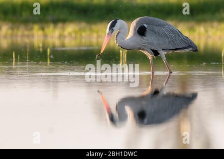 Graey Heron - Ardea cinerea Banque D'Images