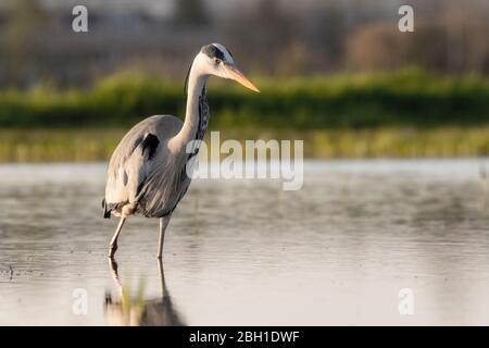 Graey Heron - Ardea cinerea Banque D'Images