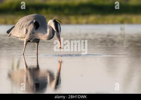 Graey Heron - Ardea cinerea Banque D'Images