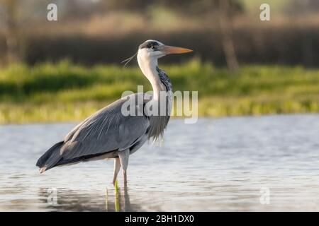 Graey Heron - Ardea cinerea Banque D'Images