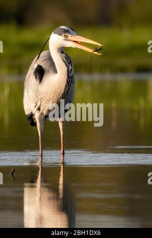 Graey Heron - Ardea cinerea Banque D'Images