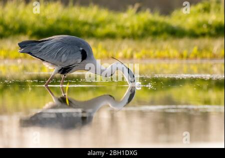 Graey Heron - Ardea cinerea Banque D'Images