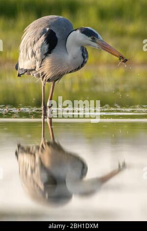 Graey Heron - Ardea cinerea Banque D'Images