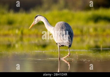 Graey Heron - Ardea cinerea Banque D'Images