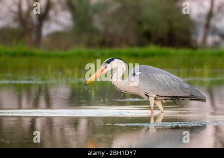 Graey Heron - Ardea cinerea Banque D'Images