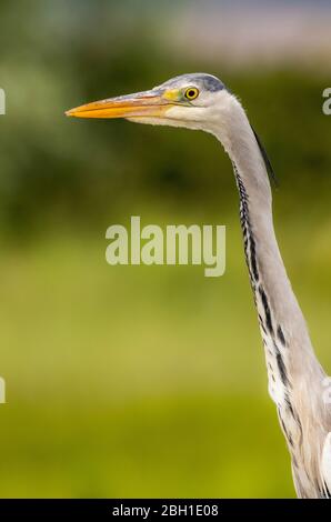 Graey Heron - Ardea cinerea Banque D'Images