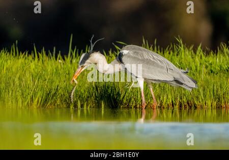 Graey Heron - Ardea cinerea Banque D'Images