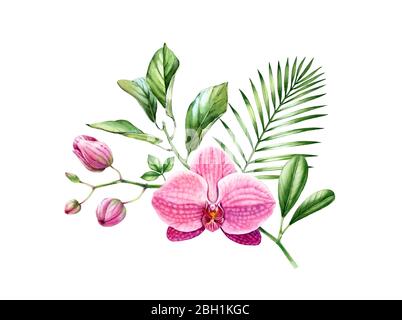 Bouquet d'orchidées aquarelle. Branche de fleur rose exotique en fleur. Arrangement floral avec feuilles de palmiers. Plantes tropicales colorées isolées sur blanc Banque D'Images