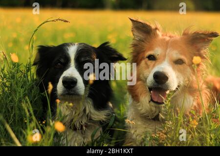 Deux collies border se trouvant dans la prairie Banque D'Images