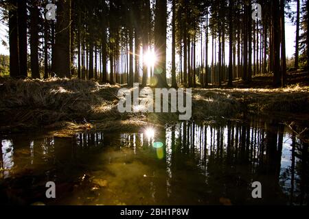 Coucher de soleil sur le lac avec arbres. Matin Banque D'Images