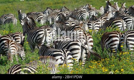 Migration annuelle de plus d'un million de blancs barbus (ou bannendés) wildebeest et 200,000 zèbres au Parc National Serengeti, Tanzanie, Banque D'Images