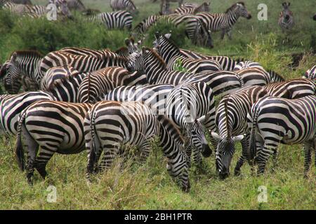 Migration annuelle de plus d'un million de blancs barbus (ou bannendés) wildebeest et 200,000 zèbres au Parc National Serengeti, Tanzanie, Banque D'Images